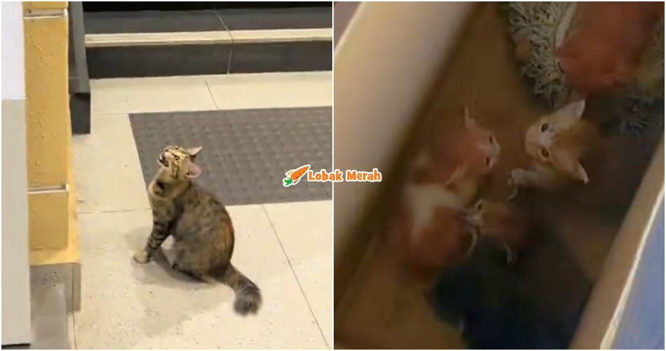 “Akhirnya jumpa pun anak-anak kitty”- Rapid KL Berjaya Selamatkan Anak Kucing Sesat Di MRT Sungai Besi