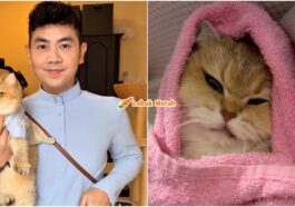 jellybean johan and his cats tiada