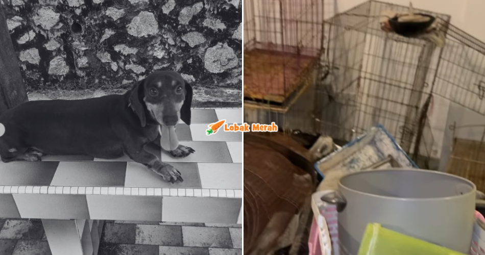 “Ya Allah kesiannya” – Anjing & Kucing Ditemui M*ti Dalam Klinik Veterinar Terbiar