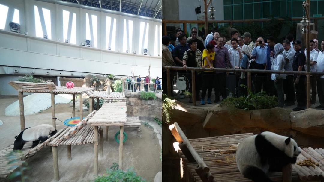 PMX Perkenal ‘Bintang & Bulan’ di Zoo Negara, Panda Baharu Tarik Tumpuan Ramai