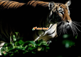 4Rimau