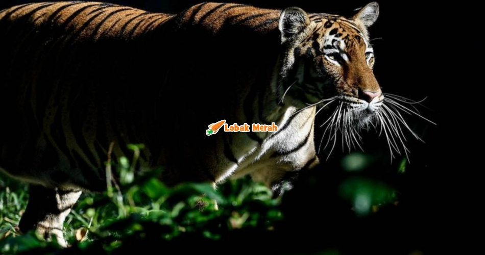 ⁠Dakwa Terdengar Ngauman Harimau, Petugas Perhilitan Pantau Proton City