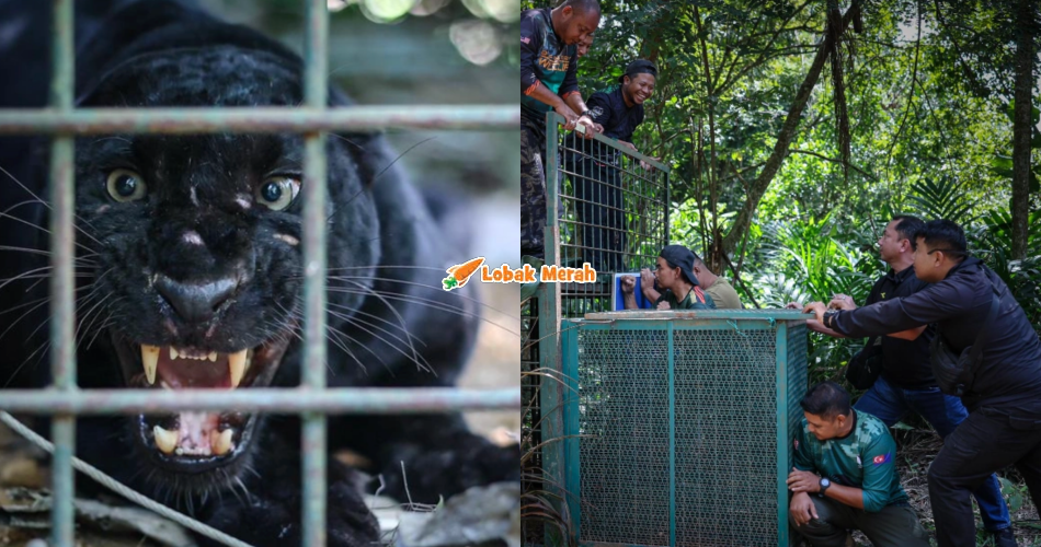 Perangkap Berjaya, Perhilitan Tangkap Harimau Kumbang Di Bukit Bangkong