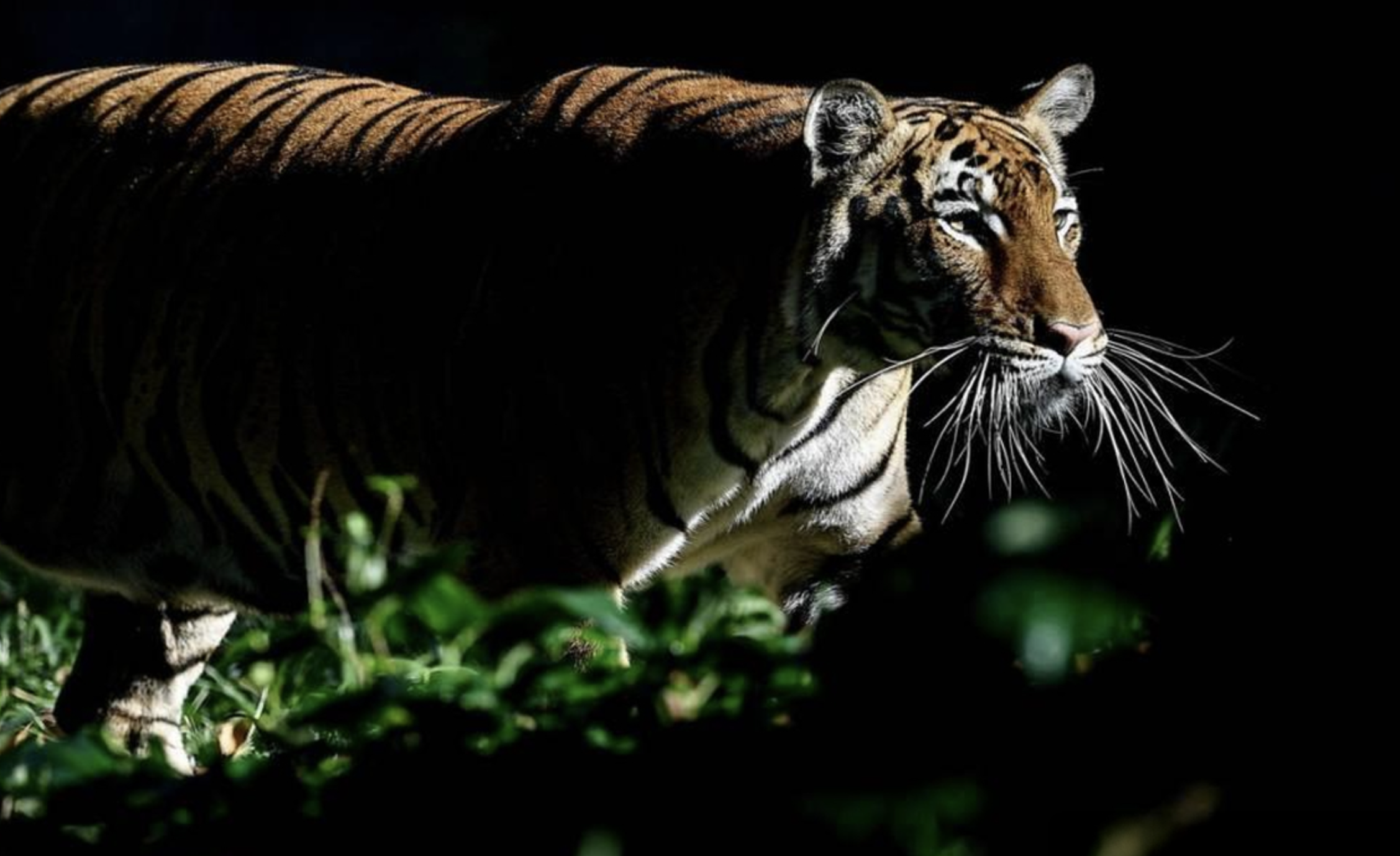 Screenshot 2026 01 10 at 1.29.03 PM