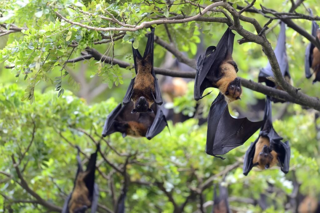 Black Flying Foxes Hanging In Tree Min
