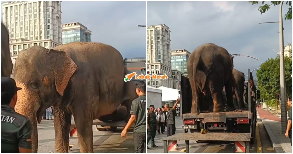 “Malu gamaknya nak lepas merata” – [VIDEO] Gajah Jinak Ambil Masa Nak Naik Lori, Rupa-rupanya…
