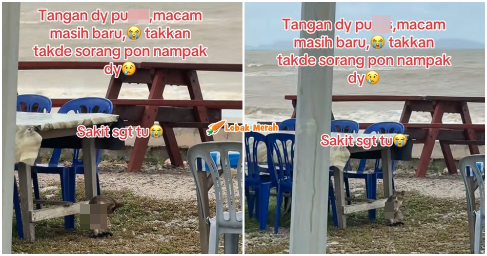 Individu Mohon Bantuan Orang Ramai, Tolong Kucing Jalanan P*tus Satu Kaki Di Mersing