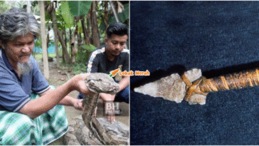 ular sawa buka mulut dengan lembing parang