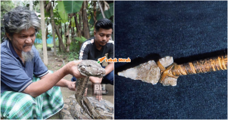 Ular Sawa Buka Mulut Dengan Lembing Parang