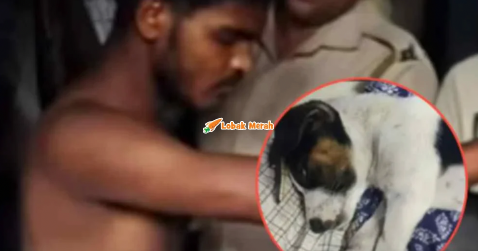 Polis Tangkap Lelaki Lakukan Serangan Seksual Terhadap Anak Anjing