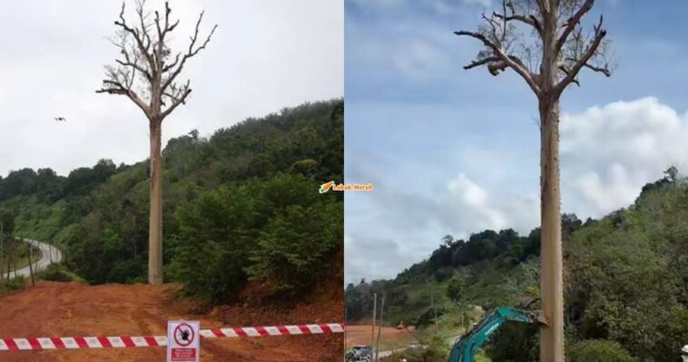 Pokok Tualang 120 Tahun Ditebang