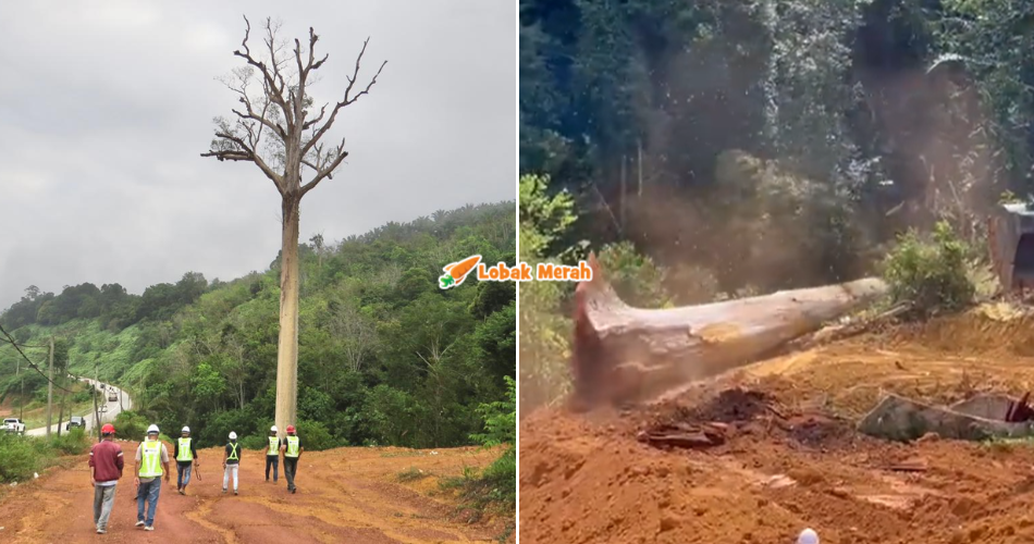 [VIDEO] Akhirnya Rebah! Lebih 40 Individu Berjaya ‘Tumbangkan’ Pokok Tualang Kebal Di Gua Musang