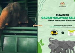 Gajah Malaysia Dihantar Ke Jepun