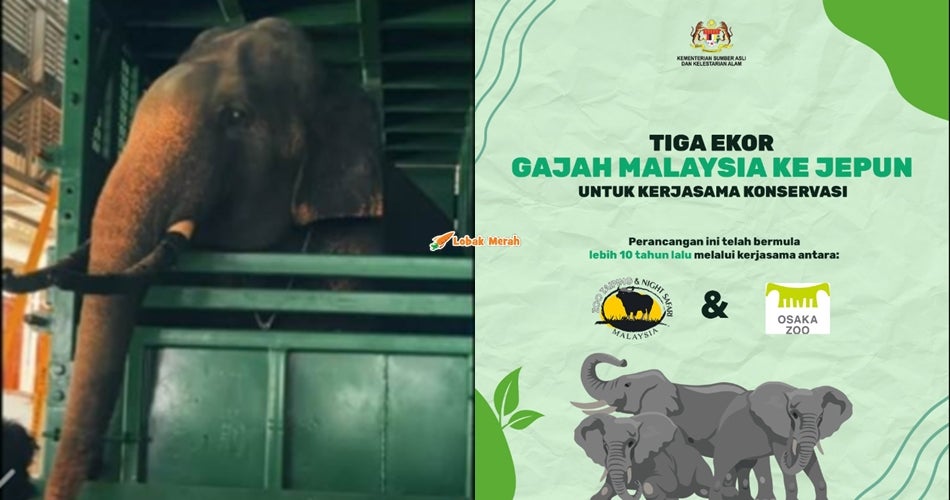 Malaysia Hantar 3 Ekor Gajah Ke Jepun Sebagai Usaha Mantapkan Program Konservasi Dan Pembiakan