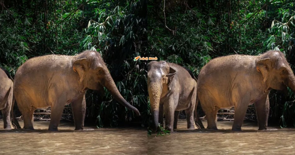 PERHILITAN Nafi Jual 19 Gajah, Hanya Dipindah Untuk Tujuan Konservasi