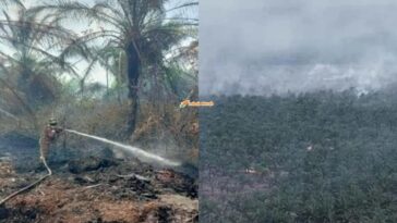 Kebakaran Ladang Kelapa Sawit