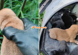 Syaz Ft 2026 03 04T145947.342