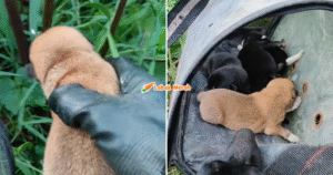 Syaz Ft 2026 03 04T145947.342