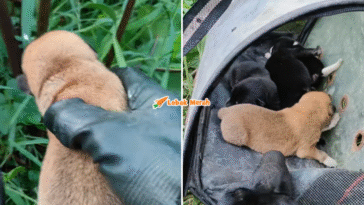 Syaz Ft 2026 03 04T145947.342