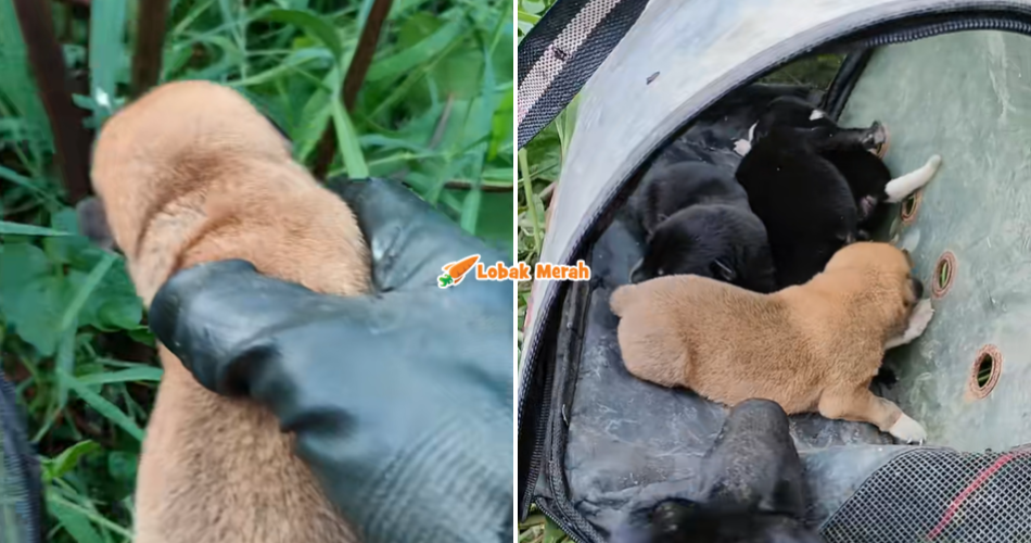 Kasih Sayang Tanpa Syarat, Lelaki Sanggup Masuk Belukar Demi Keselamatan Anjing & Anak-anaknya