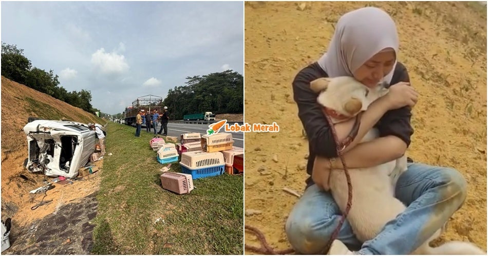 Van NGO Bawa Puluhan Haiwan Peliharaan Terbalik Dil*nggar Lori, 3 Haiwan M*ti & 2 Wanita Cedera