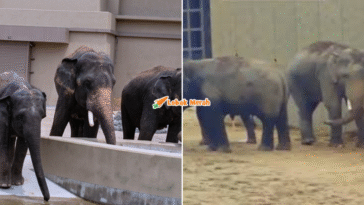 Syaz Ft 2026 04 27T162002.596