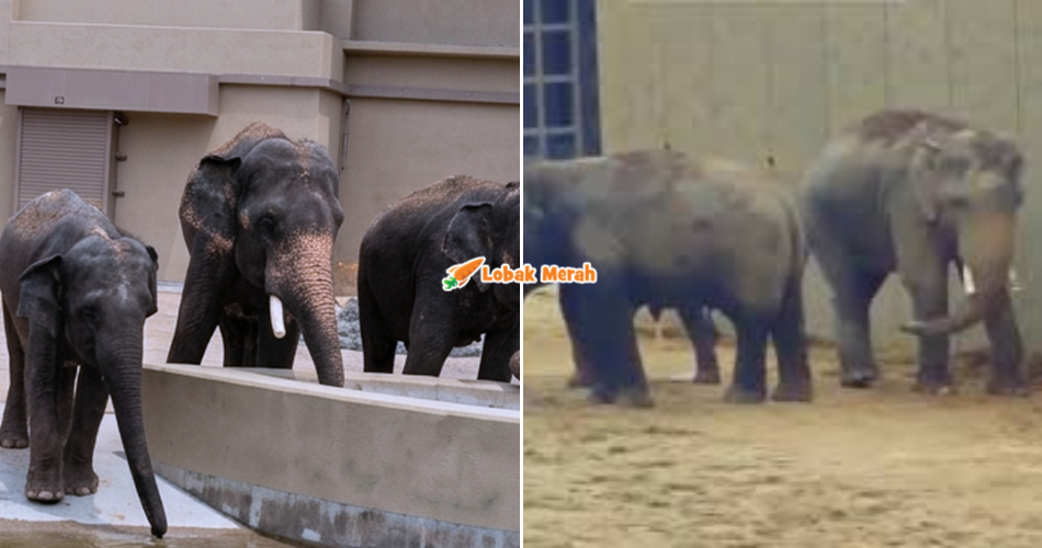 “Gajah pun tahu bau orang kita!” – Netizen Sayu Tengok Dara, Amoi & Kelat Berhenti Bila Nama Dipanggil Pelancong Malaysia