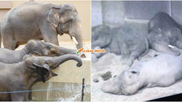 Dara Kelat Amoi Zoo Tennoji