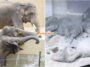 Dara Kelat Amoi Zoo Tennoji