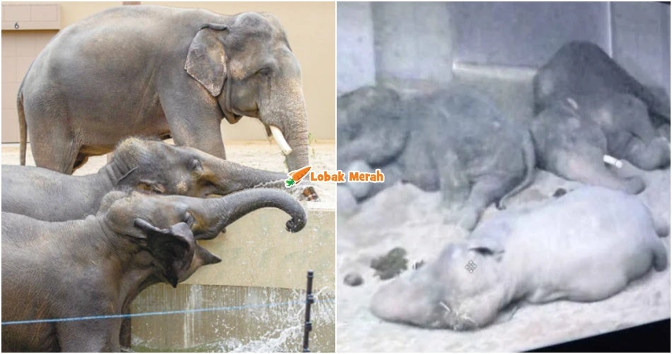 Zoo Tennoji Kongsi Foto Terkini 3 Gajah Malaysia, Dakwa Dara, Amoi & Kelat Dalam Keadaan Baik