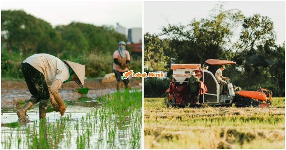 KPKM Perkenal Insentif Pembajakan One-Off, Salur Bantuan Tunai Terus ke Akaun Pesawah