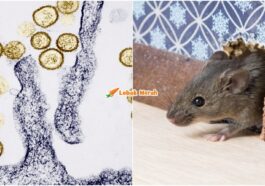 Hantavirus Cara Bersihkan Najis Tikus