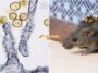 Hantavirus Cara Bersihkan Najis Tikus