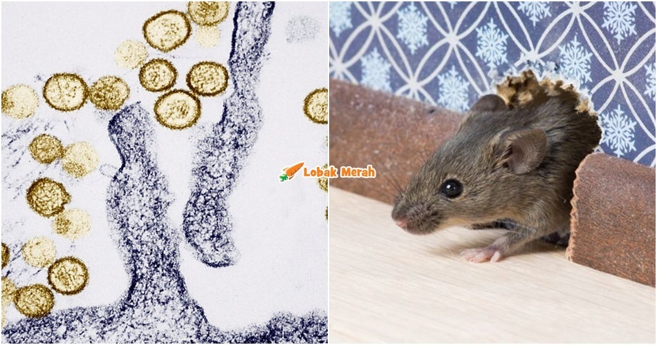 3 M*ut Akibat Wabak Hantavirus Di Kapal Persiaran, PHM Kongsi Cara Bersihkan Najis Tikus