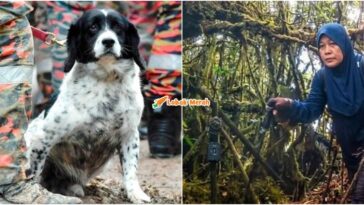 Anjing K9 Sar Jaslinda
