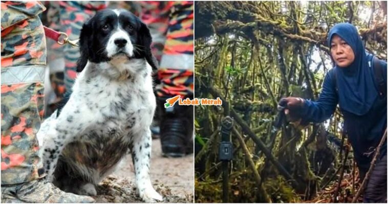 Anjing K9 Sar Jaslinda
