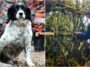 Anjing K9 Sar Jaslinda