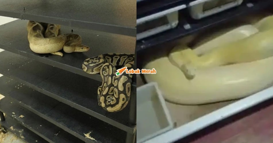 Bil Elektrik Melambung, Rupanya Kantoi Lelaki Bela 309 Ekor Ular Sawa Dalam Apartment