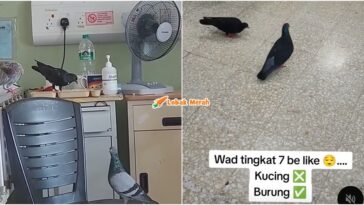 Htar Burung Berkeliaran Dalam Wad