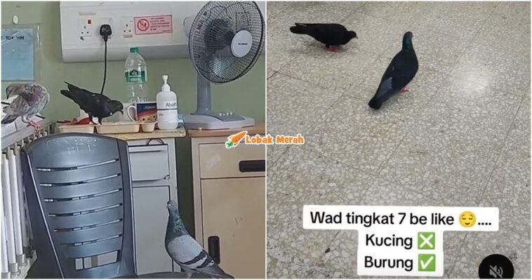 Htar Burung Berkeliaran Dalam Wad