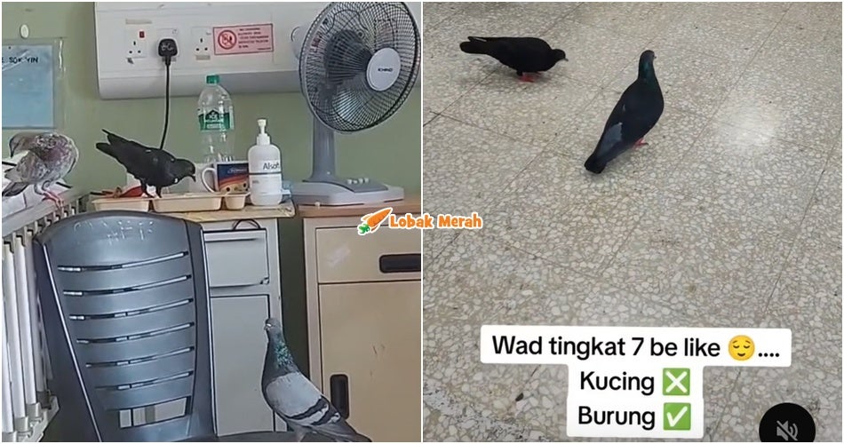 HTAR Perjelas Punca Burung Berkeliaran Dalam Wad, Patuk Bekas Makanan Pesakit