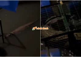 Penduduk Bersorak Buaya Masuk Perangkap