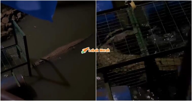 Penduduk Bersorak Buaya Masuk Perangkap