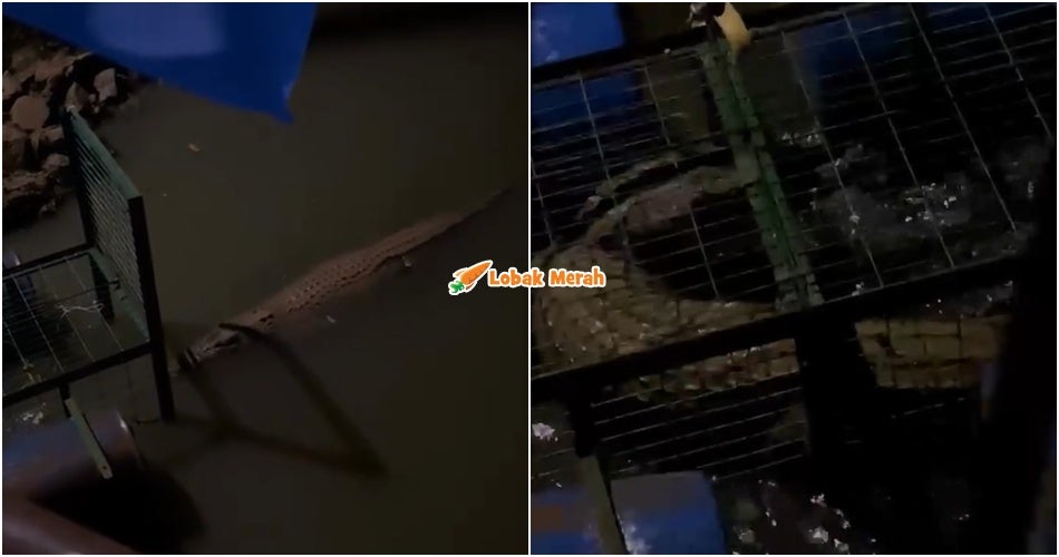 “Macam tengok bola” – [VIDEO] Detik Buaya Masuk Perangkap Buat Ramai Terkejut