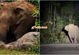 Anak Gajah Mati Dilanggar Ibu Setia 7 Jam