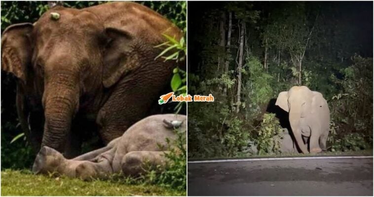 Anak Gajah Mati Dilanggar Ibu Setia 7 Jam