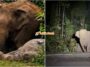 Anak Gajah Mati Dilanggar Ibu Setia 7 Jam