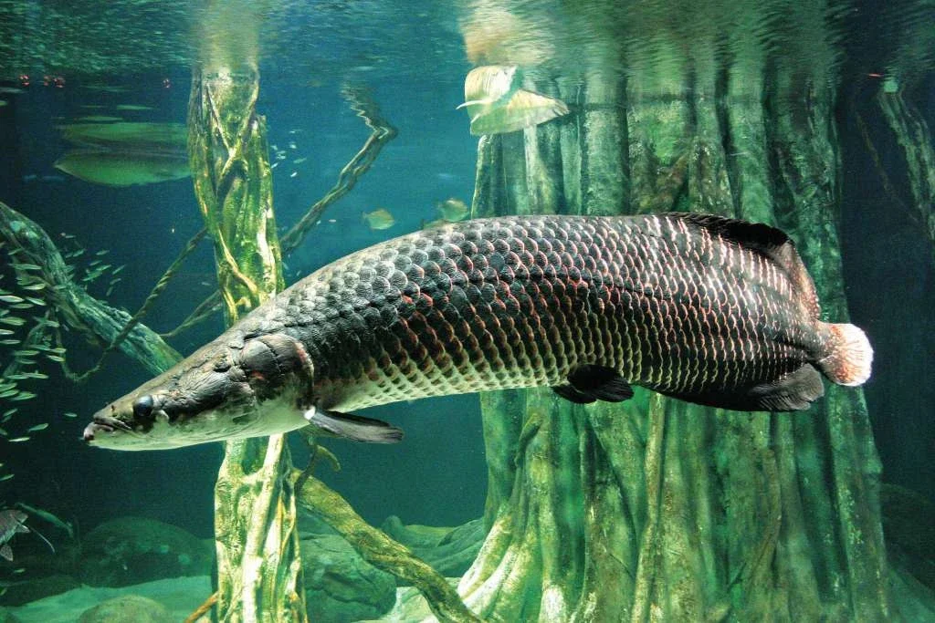 Exhibitions Flooded Forest Arapaima