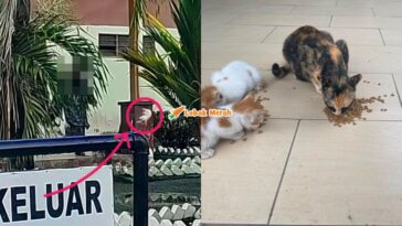 Ft Tendang Kucing