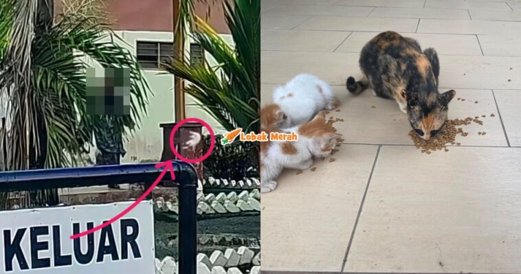 Ft Tendang Kucing